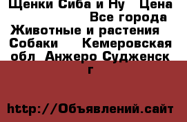 Щенки Сиба и Ну › Цена ­ 35000-85000 - Все города Животные и растения » Собаки   . Кемеровская обл.,Анжеро-Судженск г.